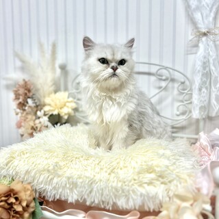 推定2022年生　ペルシャ系♂ ふきくん♡