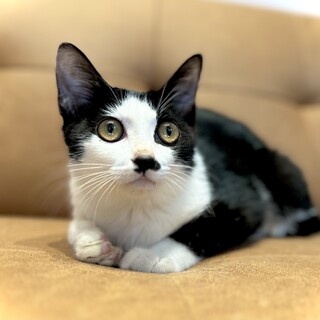 推定2025年5月生まれ 黒白♂わらしべくん