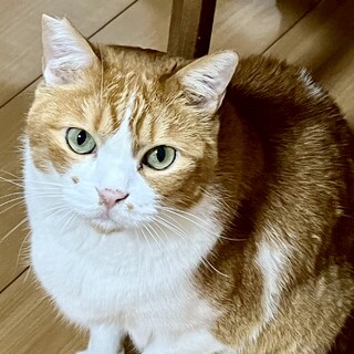 可愛い声なのに貫禄あり！食いしん坊のアニキくん♪