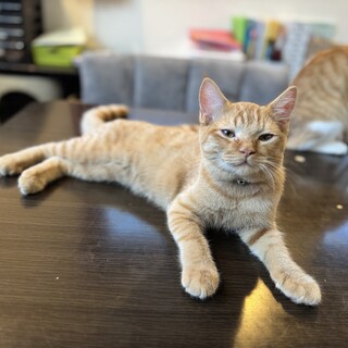 ぶーにゃん顔が愛おしい柳楽