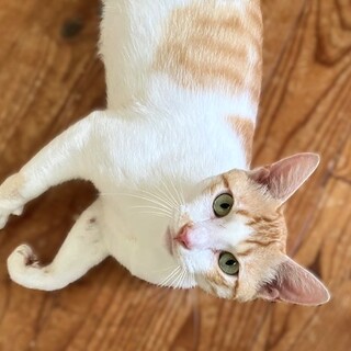 甘えん坊の茶白君