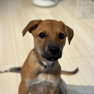 この子を助けてください