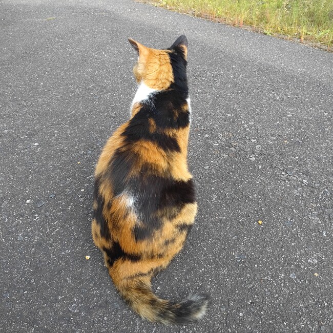 シズカズキのカバー写真