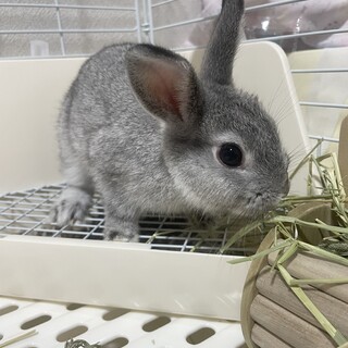2025年5月生まれ元気な男の子うさぎ