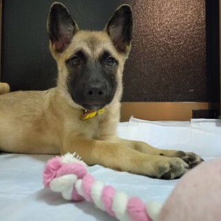 この子を助けてください