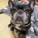 フレンチ男の子