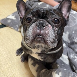 フレンチ男の子