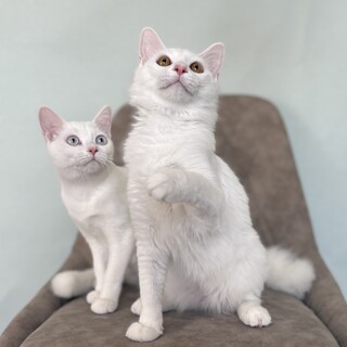 【】ふわふわ甘えん坊仲良し兄妹