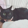 ふくよかで可愛い黒猫のクロミちゃん♥️ サムネイル6