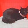 ふくよかで可愛い黒猫のクロミちゃん♥️ サムネイル7