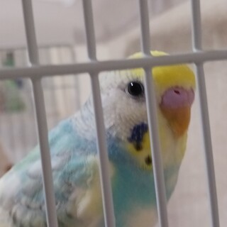 パステルレインボー里親募集中