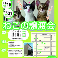 猫の譲渡会