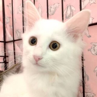 真っ白ふわふわクリームボーイ