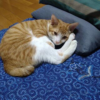 東武東上線志木駅近く　イケメン白茶