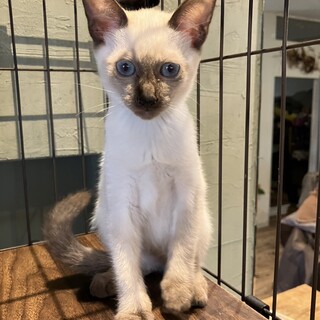 （里親様決定）シャムMIX  ケーキちゃん
