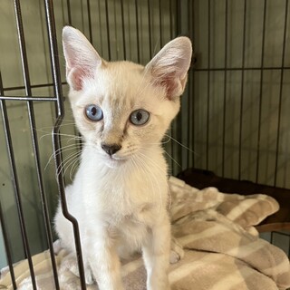 （里親様決定）シャムMIX 男の子　チーズくん