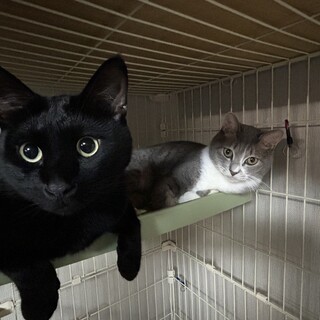 推定4歳の2匹の仲良し猫