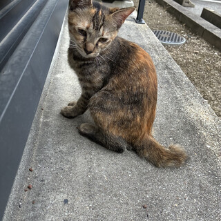 本当に、本当に助けてください。