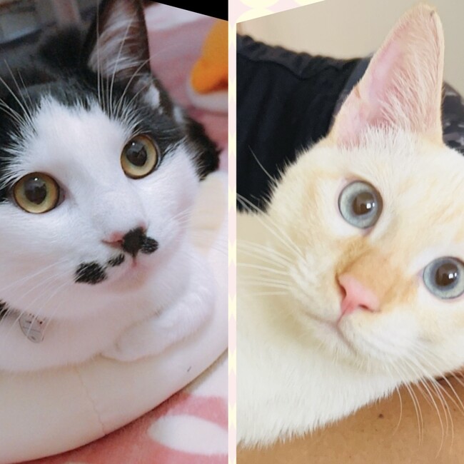 松Rのカバー写真