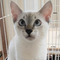 10月5、19、26日に愛知県豊橋市で譲渡会