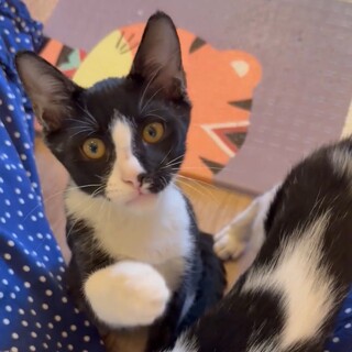 元気な甘えたタキシードボーイ