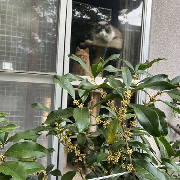 銀太花（キンモクセイ）、今朝はまだ開花せず…