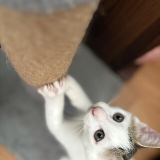 子猫の里親募集