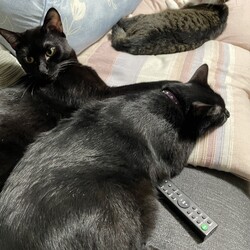 トムさん、順調な療養生活