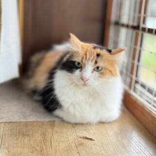 みんなのママ★ちょっと長毛ミケねこ