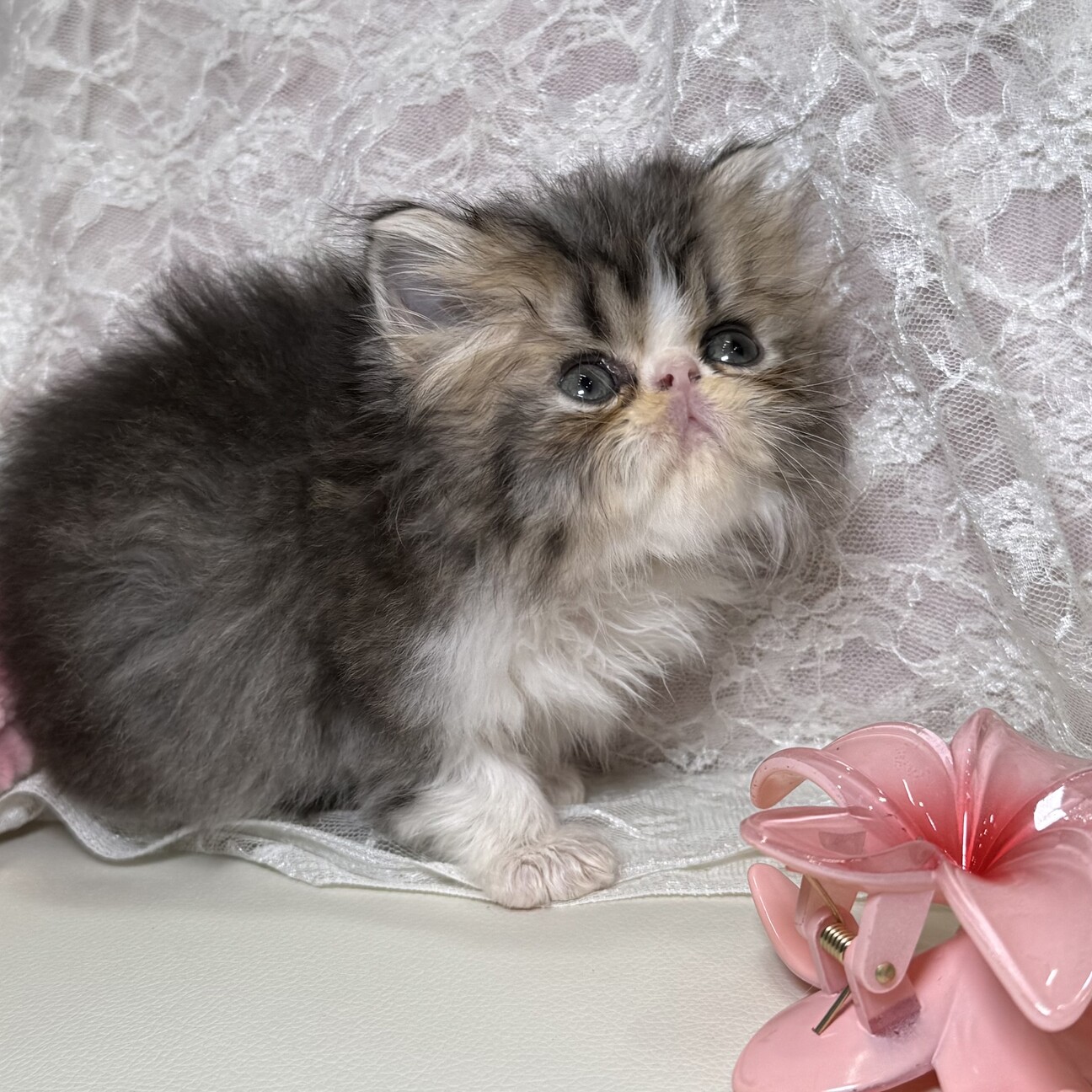 【中古】 ペルシア猫の女 1913293.jpg