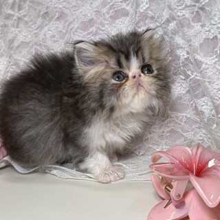 生後二か月のペルシャの子猫(訳アリ)