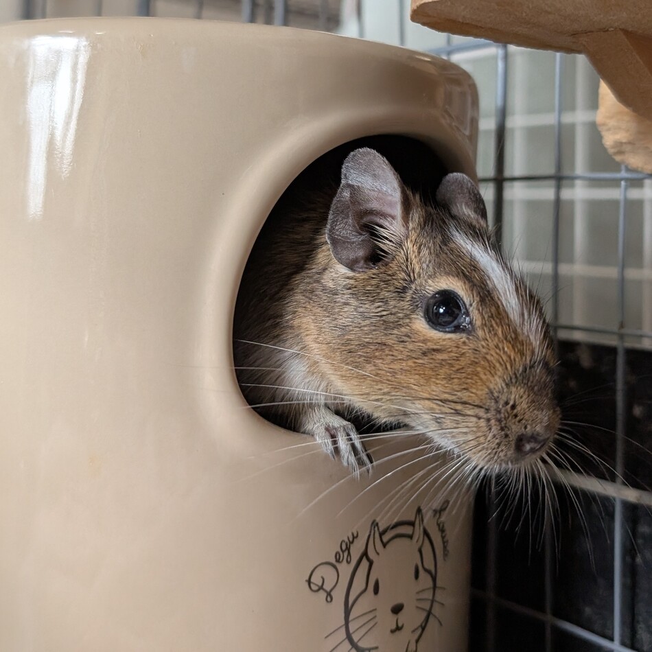 さくらのカバー写真