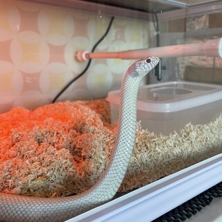 カリフォルニアキングスネーク ハイホワイトアルビノ