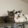 キビくんとテンちゃん♪2匹とも保護猫でとっても懐っこいです