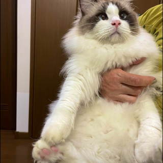 フワフワ男の子【シヴァ】くん