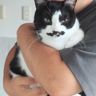 イナズマ柄の白黒【ひげにゃん】くん