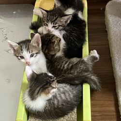 名古屋市緑区猫の譲渡会 サムネイル2