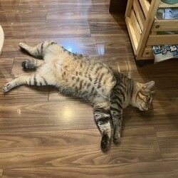 名古屋市緑区猫の譲渡会 サムネイル3