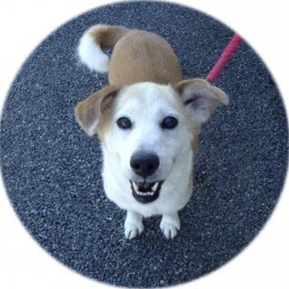 笑顔が可愛い甘えんぼのバウバウくん