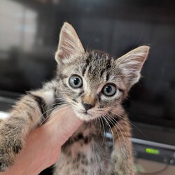 10/4(土）5（日）保護猫譲渡会を開催します！ サムネイル2