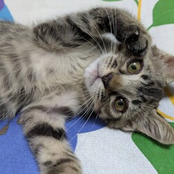 10/4(土）5（日）保護猫譲渡会を開催します！