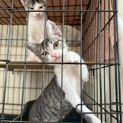 10/4(土）5（日）保護猫譲渡会を開催します！ サムネイル3