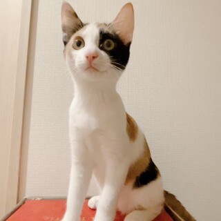 三毛◎元気で活発◎人なつっこい女の子