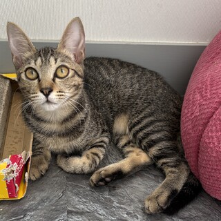 甘えん坊で人間大好きあやめちゃん