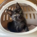 ブラックスモークタビー　えんくん　1ヶ月半　男の子