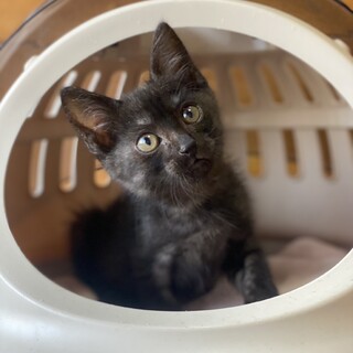 ブラックスモークタビー　えんくん　1ヶ月半　男の子