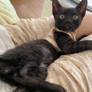 お膝大好き人懐こい赤ちゃん黒猫ゴチゾウ君