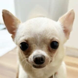 保護犬ナンバーＤ１６６４　チワワ：もぐちゃん