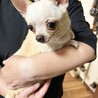 保護犬ナンバーＤ１６６４　チワワ：もぐちゃん