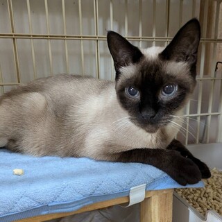 シャムちゃん　里親さん募集中